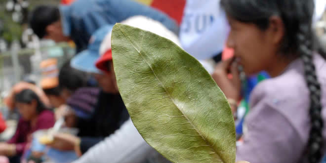 Papa Francisco masticará la hoja de coca de los Yungas de La Paz