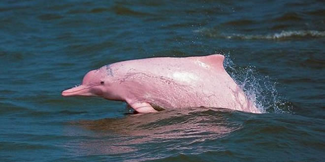 Delfín boliviano o bufeo