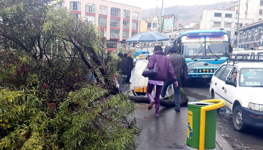 Transeúntes pasan sobre un árbol caído en la plaza Alonso de Mendoza en La Paz.