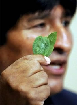 Evo Morales: La visita de este organismo internacional permitirá comprobar que la coca no es cocaína, aseguró el mandatario.