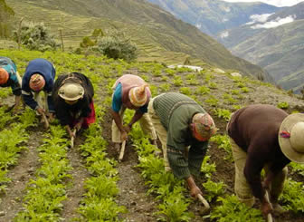 Agricultores bolivianos