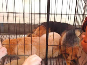 Muchos canes de gran tamaño eran puestos juntos en una jaula que no permitía sus movimientos.