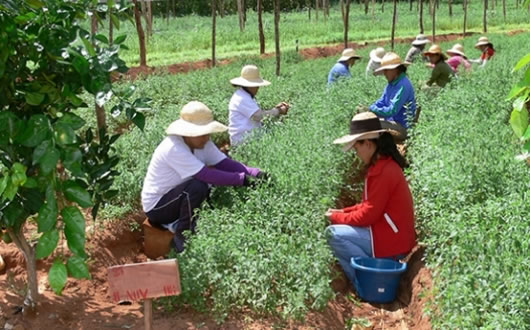 Mujeres y el agro en América Latina y el Caribe.