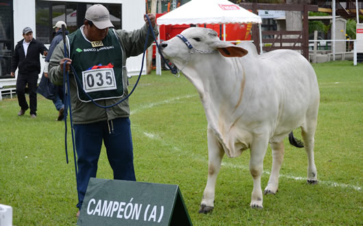 Exposición de ganado en la Expocruz.