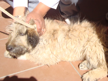 Dos canes con rabia mordieron este fin de semana a cuatro personas en dos zonas de la ciudad de El Alto, Santiago I y Bautista Saavedra
