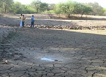 Una lluvia caída en los últimos días atenuó la sequía que se registra en el chaco boliviano.