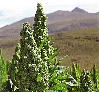 Entre el 2008 y 2009 las exportaciones de quinua en Bolivia lograron incrementar sus ingresos en 16 millones de dólares.