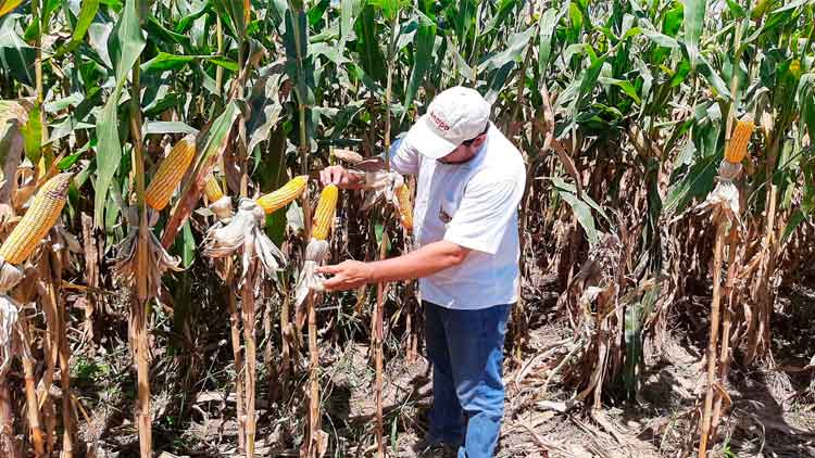 Anapo propone usar biotecnología para subir la producción de maíz.
