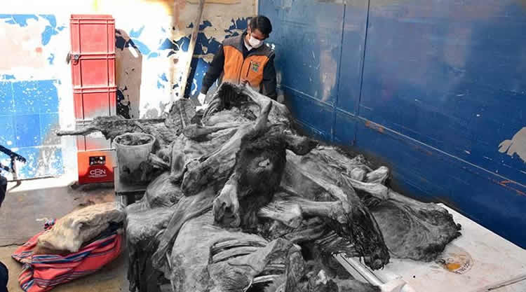 Intendencia y Policía de El Alto intervienen matadero clandestino y decomisan 500 kilos de carne de burro y caballo.