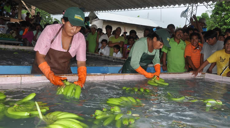 Productores de banano en Bolivia.