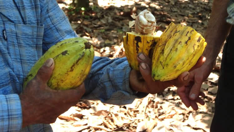 Cacao boliviano de Alto Beni.