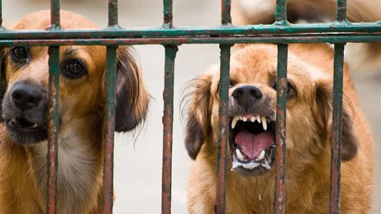 Registran 156 casos de rabia canina en Bolivia