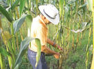 Pando ampliará cultivos de maíz de 80 a 500 hectáreas