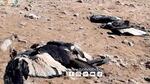 Hallan cinco cóndores muertos por posible envenenamiento en Chuquisaca