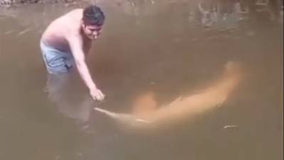Bufeos o delfines de río en Villa Tunari no corren peligro, según evaluación oficial