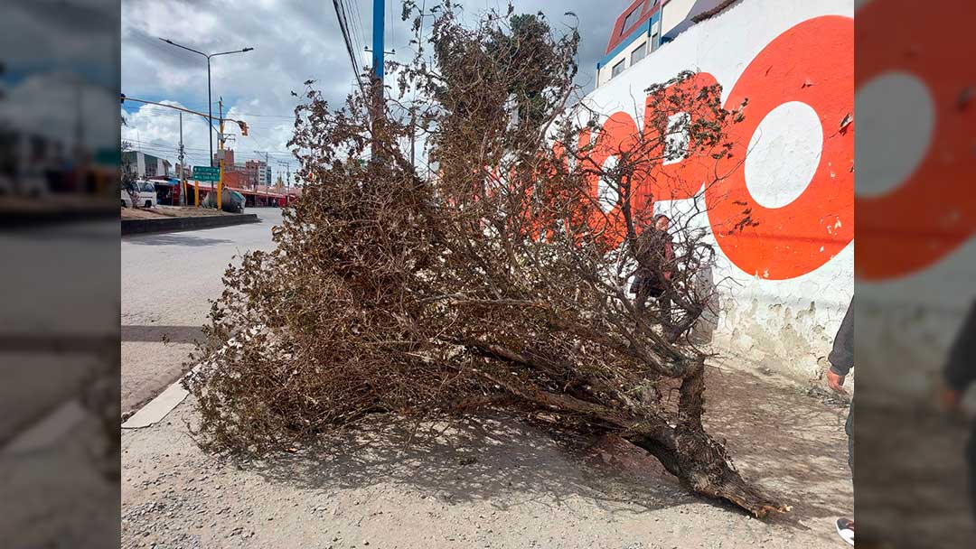 Árbol de Kiswara que fue arrancado de raíz.