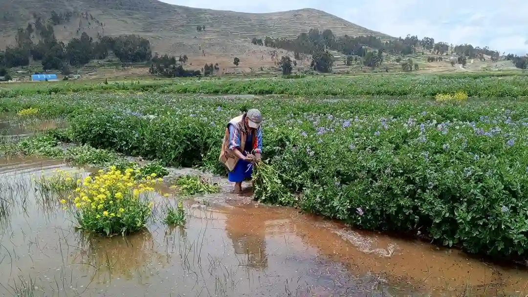 Granizadas, inundaciones y riadas afectan a 5.505 hectáreas de 10 tipos de cultivos en Bolivia