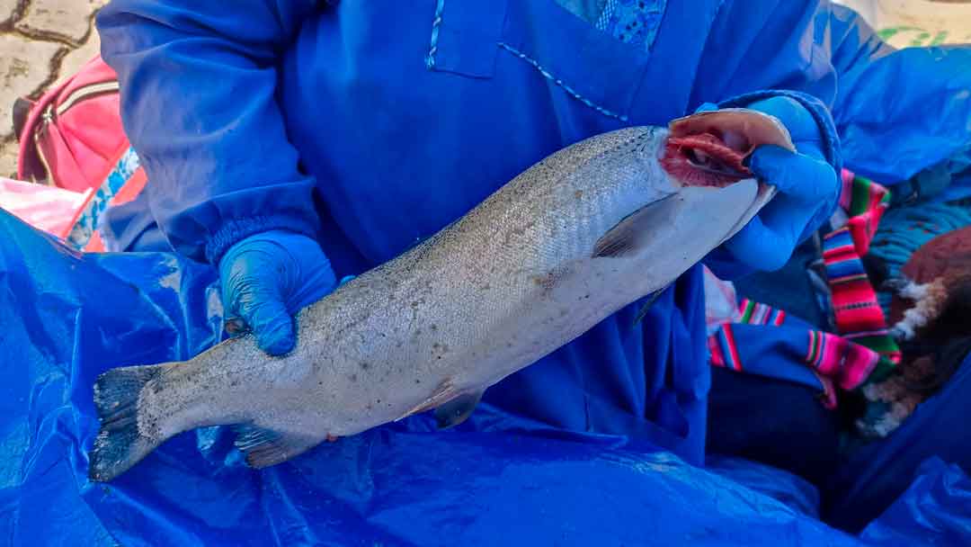 Comercio de pescados en El Alto para Semana Santa