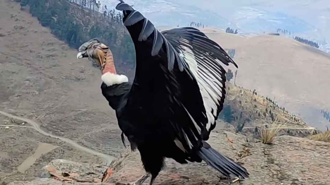 La liberación del cóndor de Los Andes en el cerro de Larati, en el Parque Tunari. 