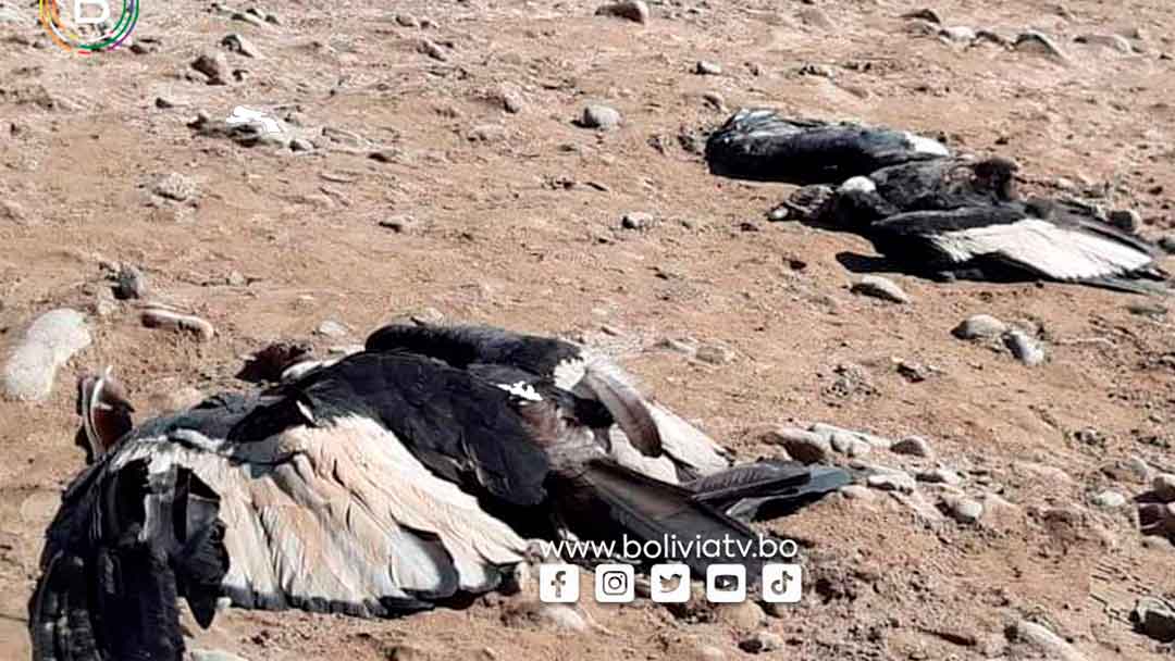 Cinco cóndores fueron hallados muertos a orillas del río Pilcomayo, en el afluente del río Santa Elena en Chuquisaca.