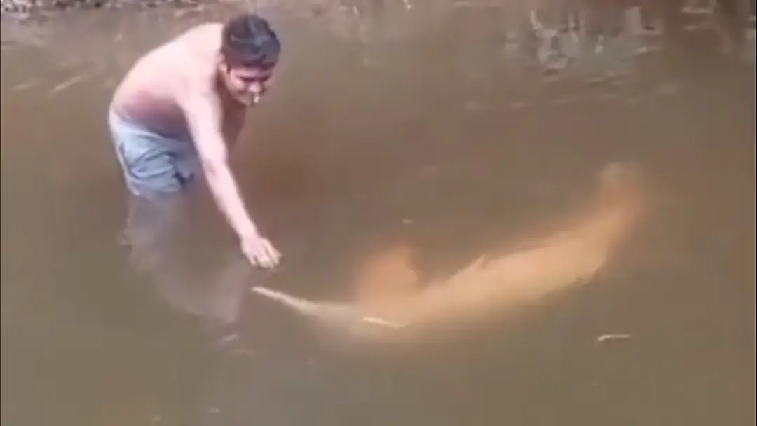 Los bufeos o delfines de río encontrados en el municipio de Villa Tunari, en el departamento de Cochabamba