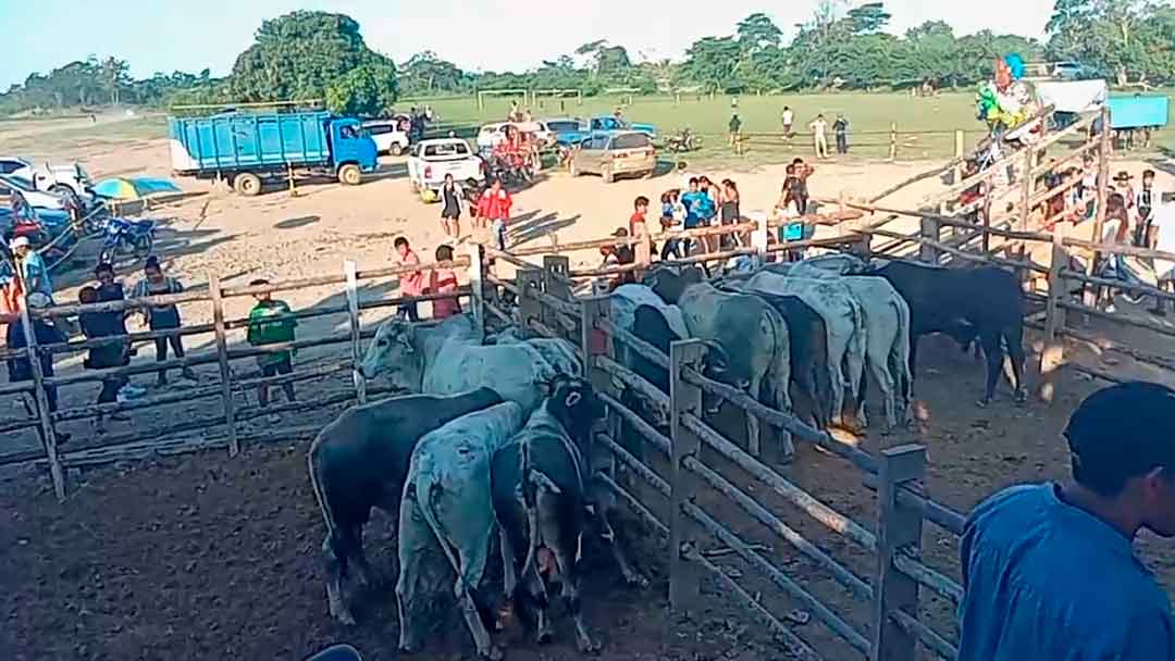 Jocheo de Toros en la fiesta patronal de Rurrenabaque celebra 180 Aniversario