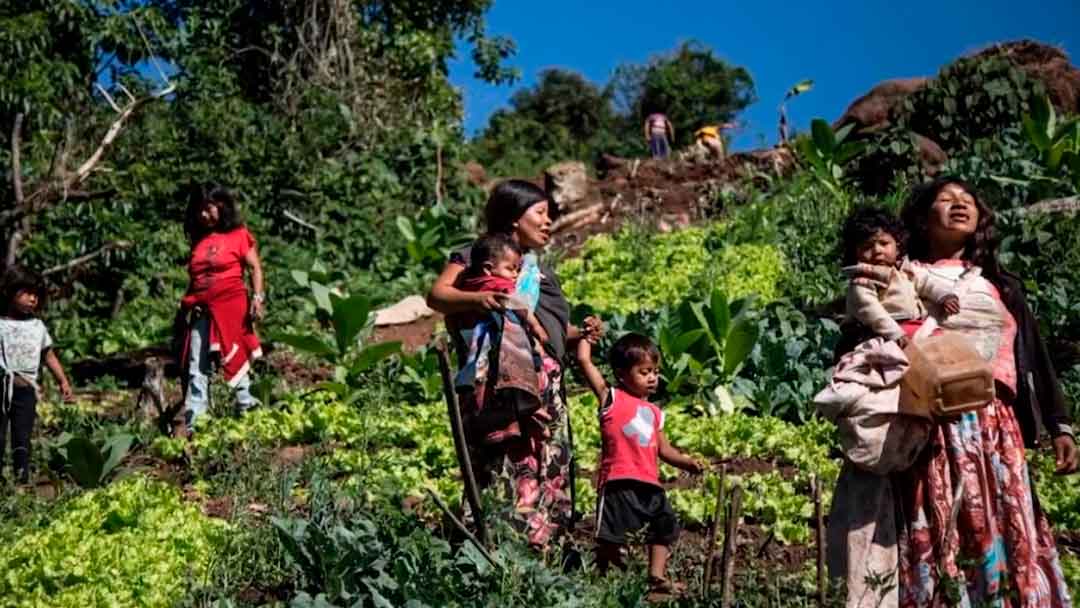 La actividad económica principal de los guarayos es la agricultura.