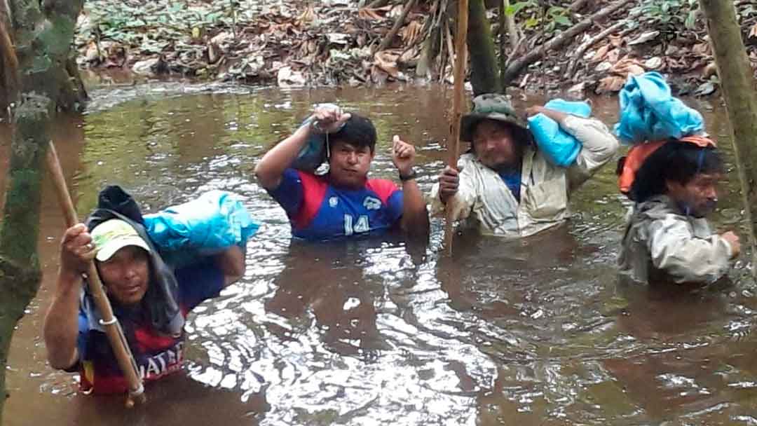 Los Movima recolectan el cacao silvestre.