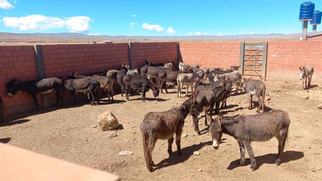 Descubren matadero clandestino con carne de burro en la comunidad de Culli Culli