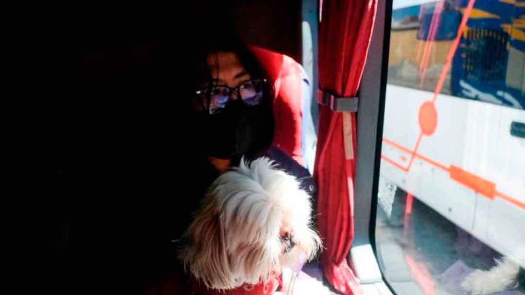 Entra en vigencia reglamento para traslado de mascotas y/o animales de compañía en el transporte terrestre interdepartamental.