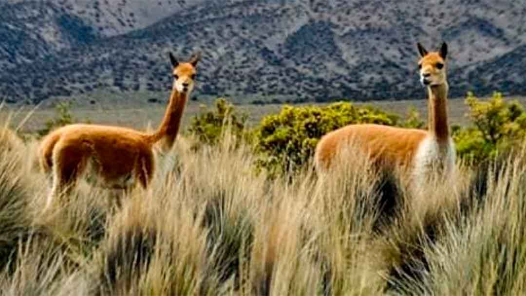 Vicuñas en el Parque Nacional Sajama