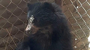 Osezno andino 'Juqui' encontrado en Cochabamba es trasladado a zoológico de La Paz