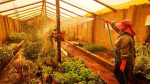 Viveros de El Alto tienen 30.000 plantas para embellecer la ciudad