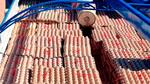 Comisan 186.000 huevos en intento de contrabando al Perú