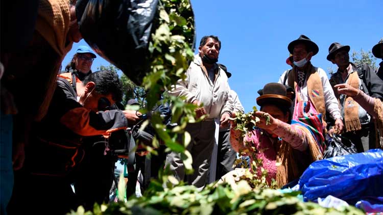 Productores de la hoja de coca en los Yungas de La Paz.