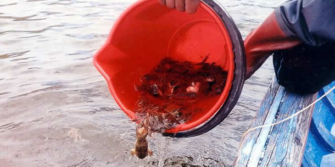 Lago Titicaca: alumnos rescatan a algunos animales y los llevan a aguas menos sucias.