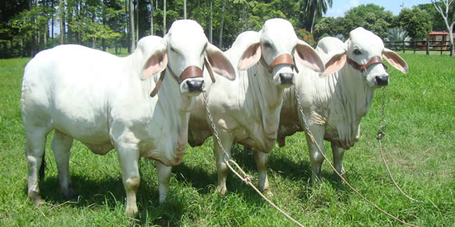 Fegasacruz afirma que es la época de mayor producción de carne en Bolivia