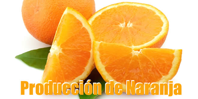 Producción de naranjas en Bolivia