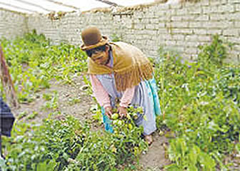 Huerta de hortalizas