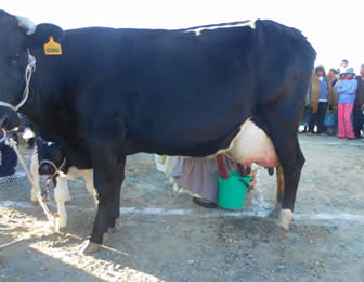 Producción de Leche en Achacachi
