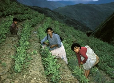 Cofecay y Adepcoca manifestaron su apoyo al programa de erradicación de cocales excedentarios en La Asunta y Caranavi dispuesto por el Gobierno boliviano.