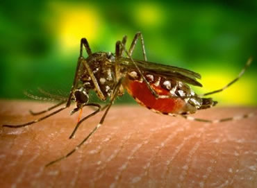 Tras la muerte de una persona ayer en Santa Cruz, como consecuencia de un nuevo tipo de dengue que presumiblemente ingresó desde Brasil.