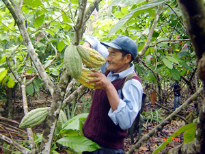Producción del Cacao