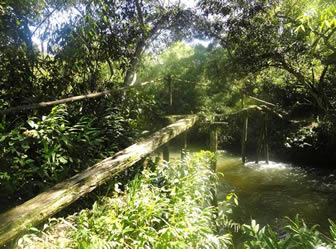 El bosque seco de Asariamas