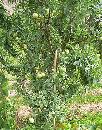Plantación de duraznos en Luribay