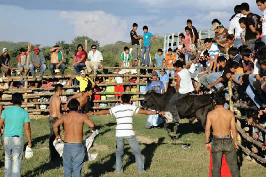 Jocheo de toros en Trinidad, Beni - Bolivia