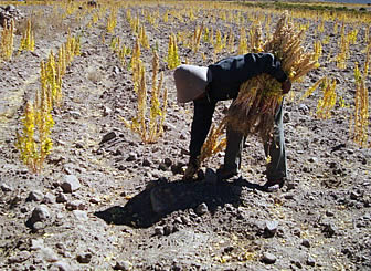 Robo o ‘juqueo’ de quinua