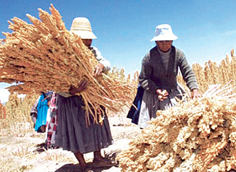 Producción de quinua en Bolivia