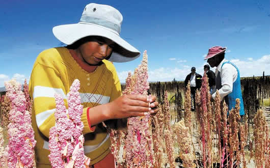 Producción de quinua en Bolivia