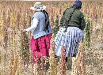 Productores de Quinua en Bolivia